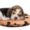 YOXN Pet Heating Pad Microwavable Gel Warmth Bed Mat-2